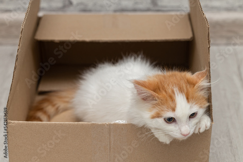 little kitten sits in a cardboard box
