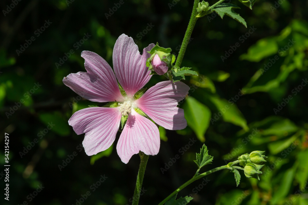 Flower of garden tree-mallow with droplets of dew on the petals Lavatera thuringiaca Flower of garden tree-mallow with droplets of dew on the petals Lavatera thuringiaca