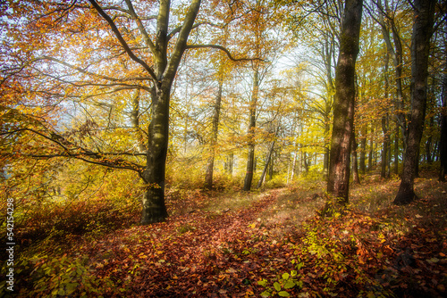 autumn in the forest © Fotosever.cz