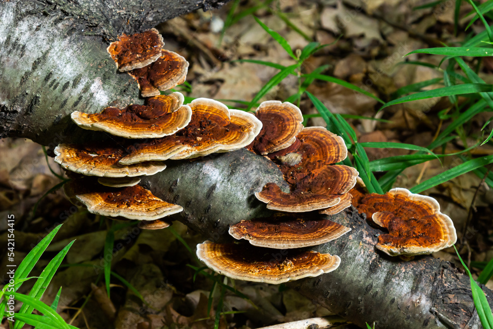 Anise mazegill, a brown rot fungus, Gloeophyllum odoratum Anise mazegill, a brown rot fungus, Gloeophyllum odoratum