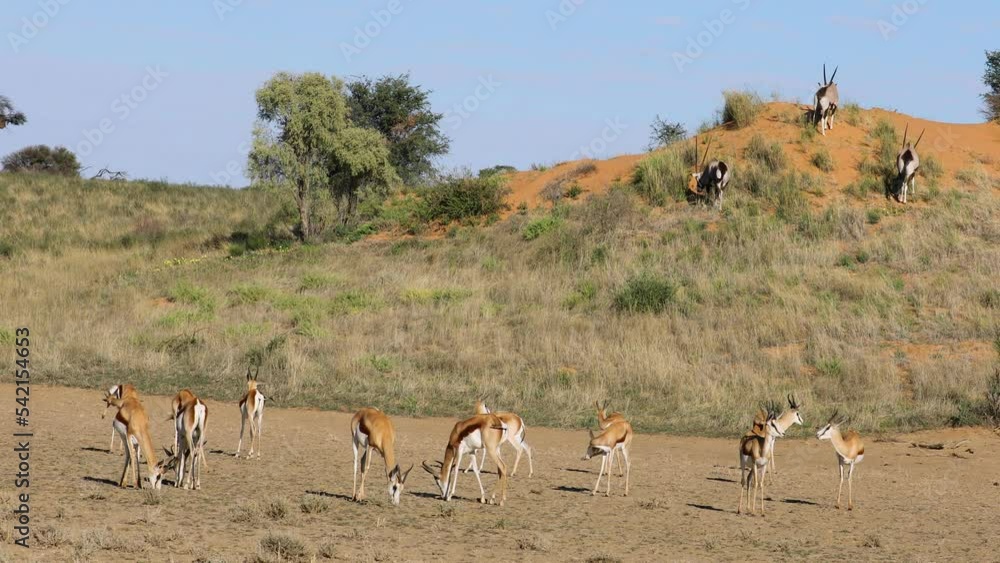 Springbok and gemsbok antelopes feeding in natural habitat, Kalahari desert, South Africa Springbok and gemsbok antelopes feeding in natural habitat, Kalahari desert, South Africa