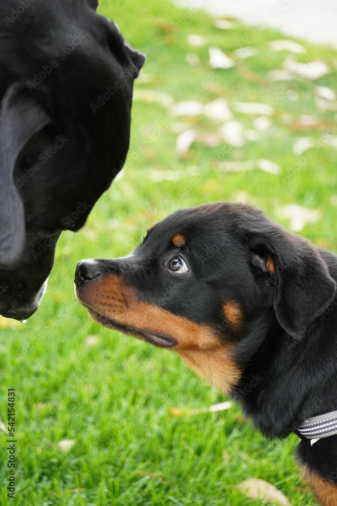 Vertical shot of a cute rottweiler puppy with its mom