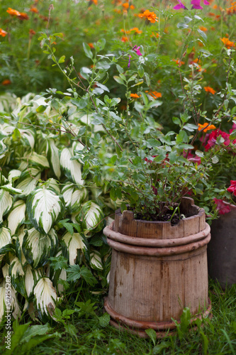 Hosta, marigold and other plants in the garden