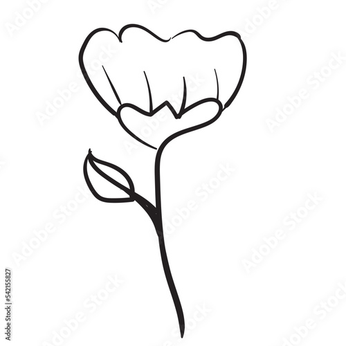 floral line art flower illustration