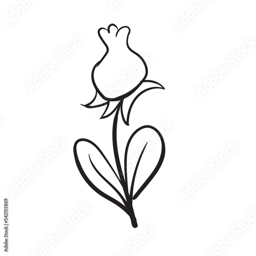 floral line art flower illustration