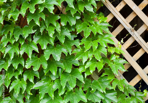 Garden trellis covered with green ivy. photo