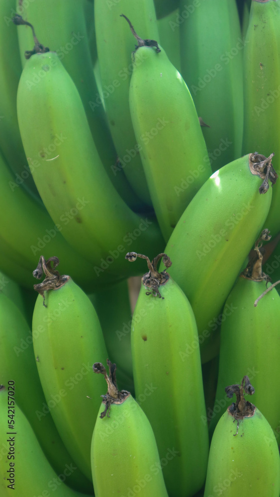 green bananas on the banana tree