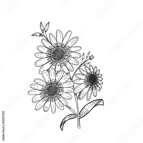 Wallpaper Mural black and white flower Torontodigital.ca