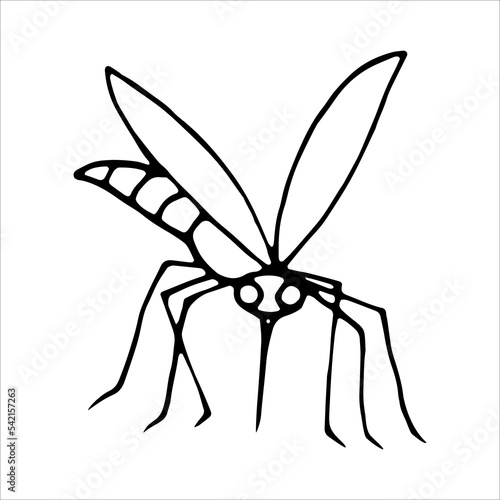 mosquito on white background