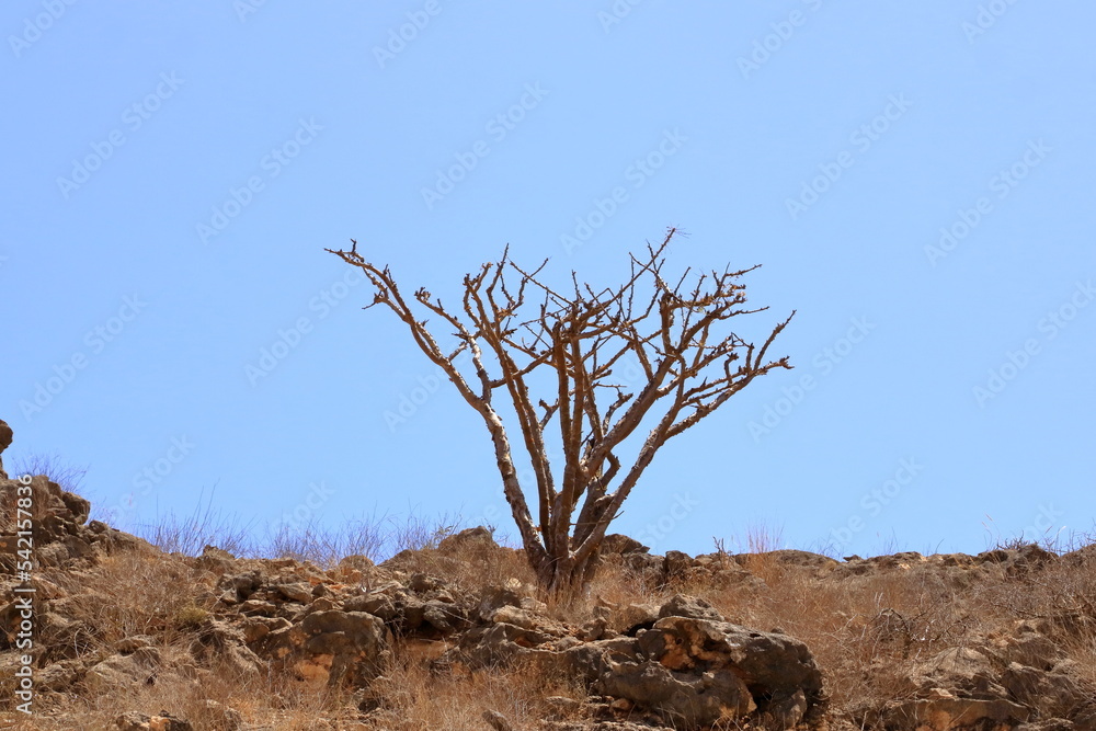 Frankincense trees in Dhofar mountains, Oman Frankincense trees in Dhofar mountains, Oman