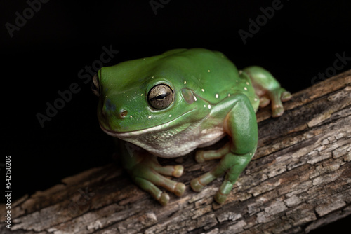 Australian Green Tree Frog on log