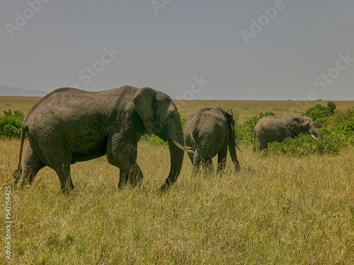 African Elephant in the grassland of the Masai Mara Kenya