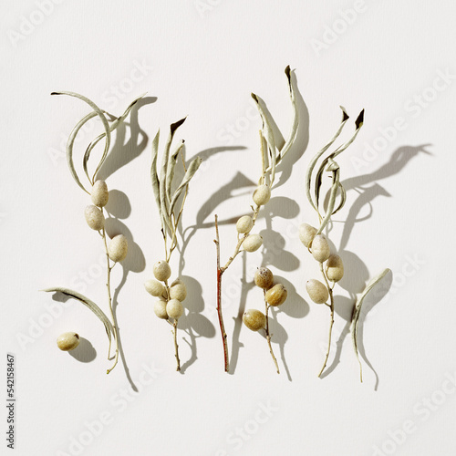Wallpaper Mural Dry leaves and berries of wild olive tree. Nature still life concept, minimal natural square pattern with branches of tree and foliage, light gray pastel background, trend monochrome flat lay Torontodigital.ca