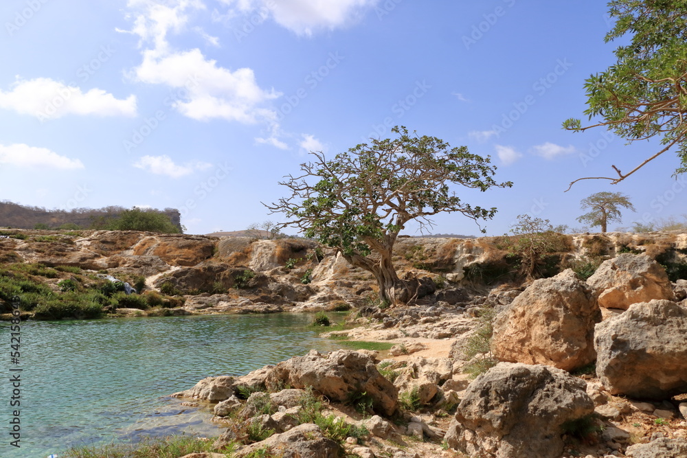 Tree in the Landscape of Wadi Dharbat near Salalah, Oman