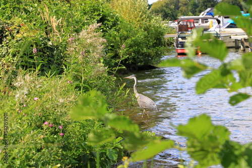 Grey heron (Ardea cinerea) at the Havel River in near werder in Germany photo