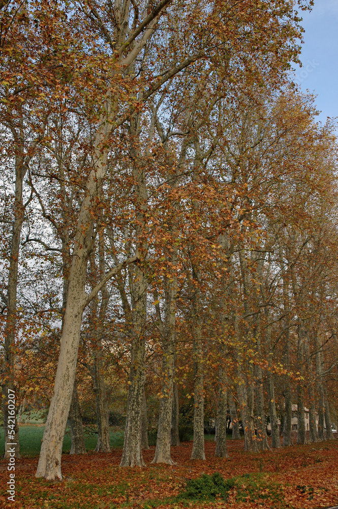 Platane , Platanus x acerifolia Platane , Platanus x acerifolia