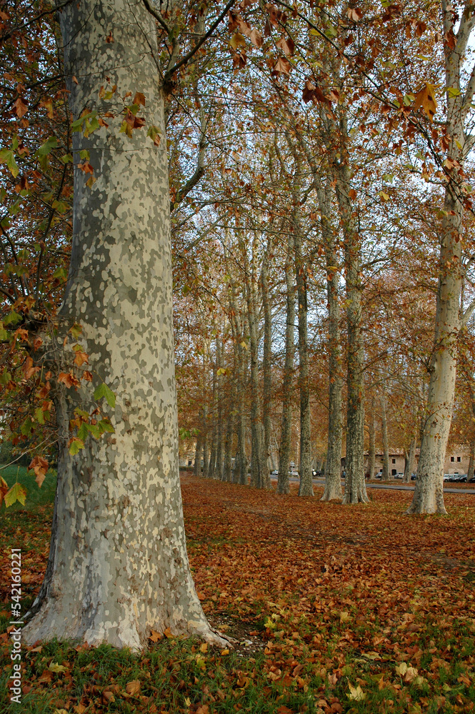 Fototapeta premium Platane , Platanus x acerifolia
