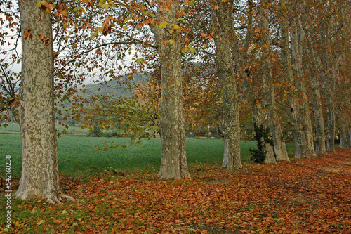 Platane   Platanus x acerifolia