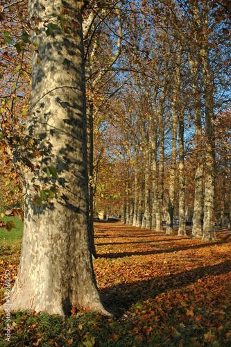 Platane , Platanus x acerifolia