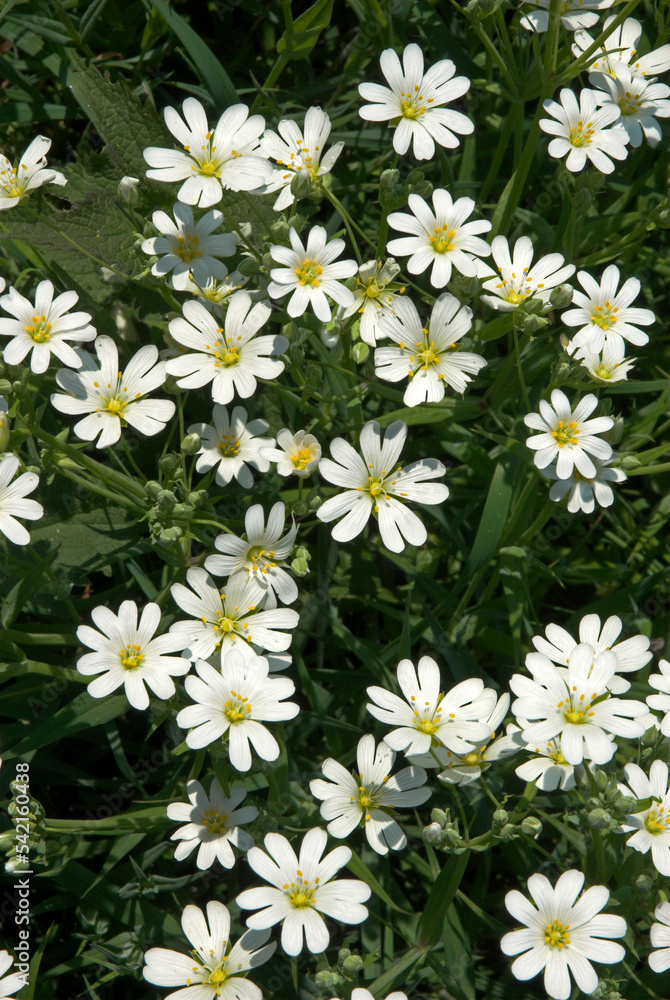 Céraiste des champs, Cerastium arvense Céraiste des champs, Cerastium arvense