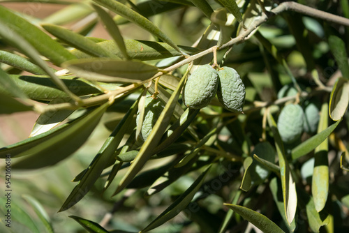 aceituna verde arrugada por la escasez de lluvia en su rama de olivo