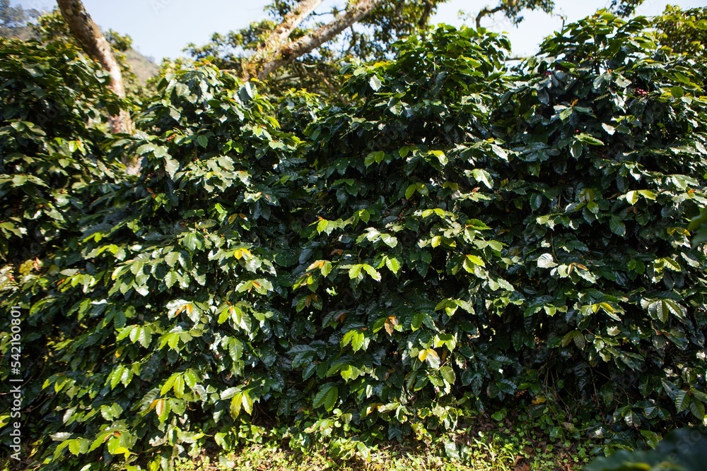 Coffee plants on coffee growing farm