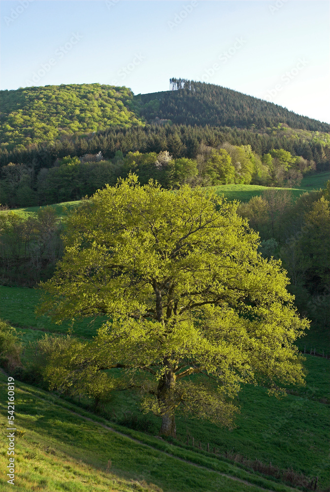 Chêne pédonculé, Quercus robur , Parc naturel régional du Morvan, 71, Saône et Loire