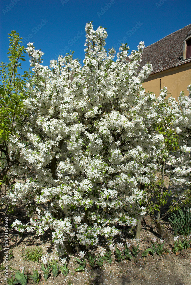 Cerisier, Prunus avium