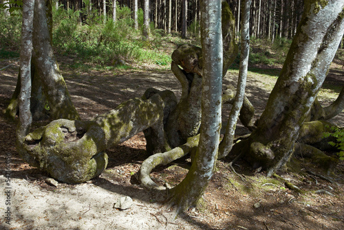 Hêtre, Fagus silvatica, Parc naturel régional du Morvan, 71, Saône et Loire photo