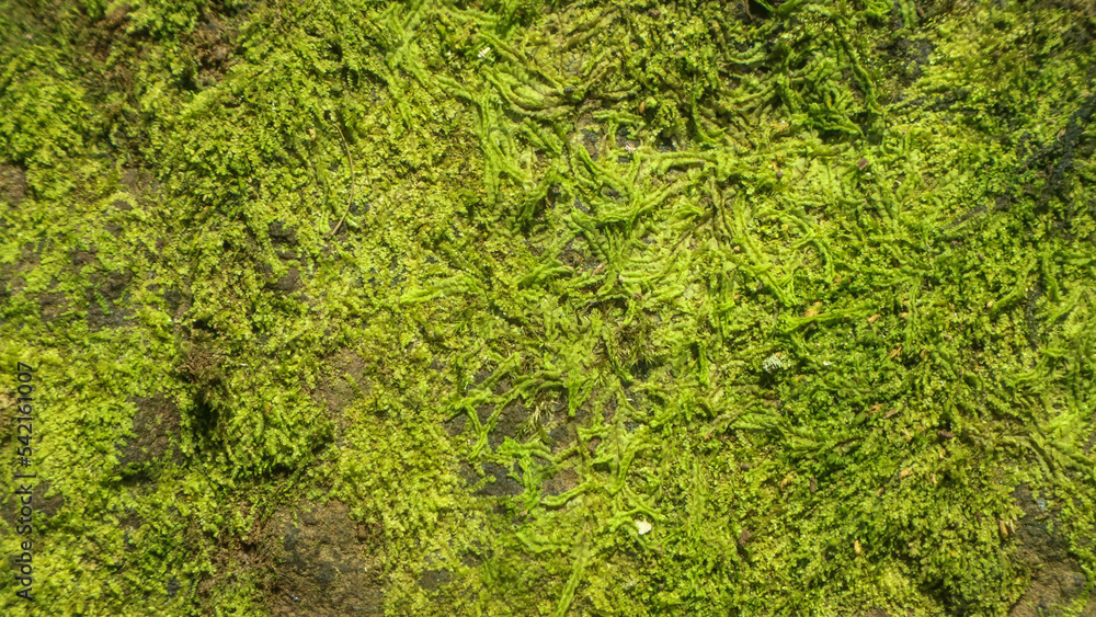 mossy and moldy rock texture as background