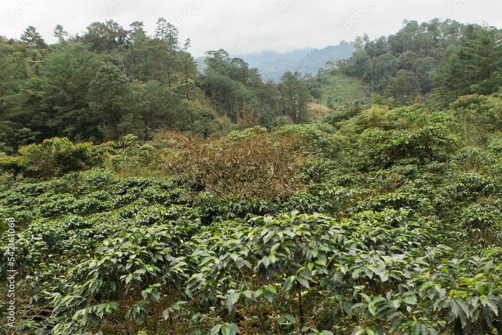 Coffee bushes and trees on coffee farm in Mexico