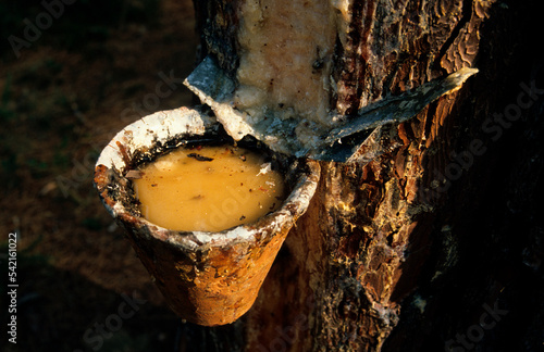 Pin maritime, Pinus maritima, Résine, Gemmage, Forêt des Landes, Gironde, 33, France photo