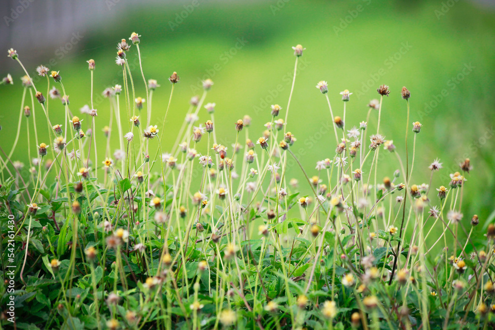  flowers with green grass background.
