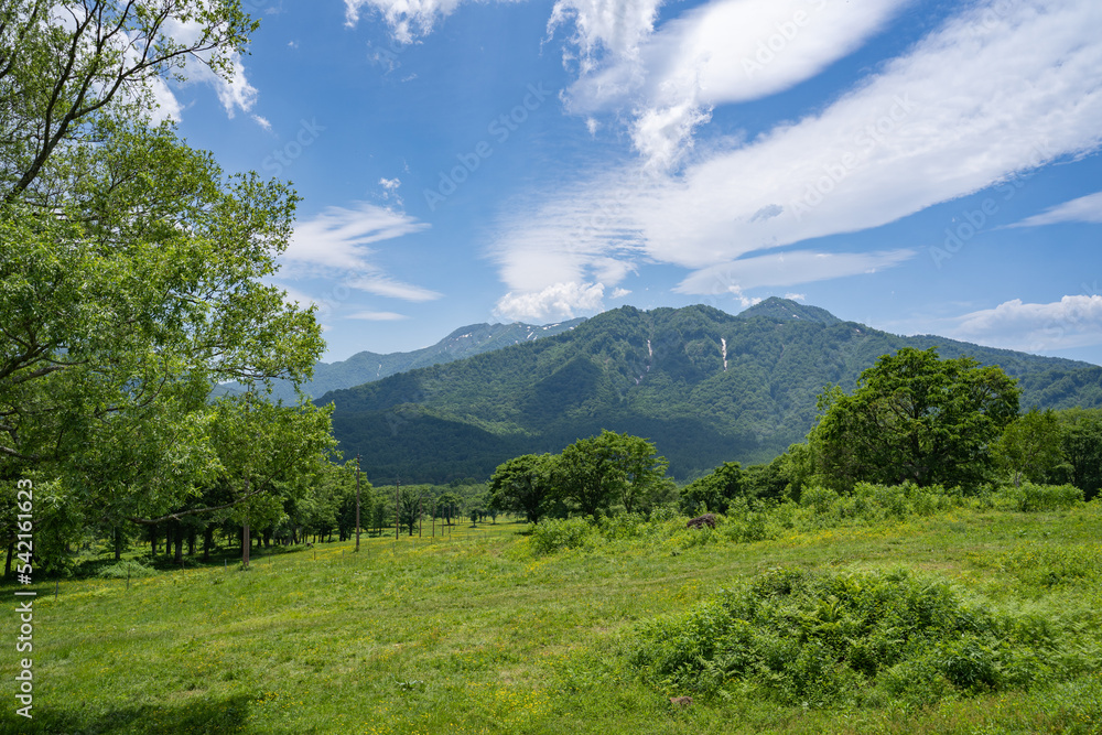 雄大な初夏の雲と緑に染まった笹ヶ峰高原