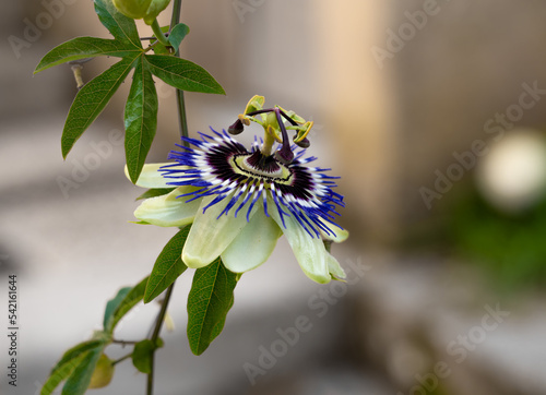 detailed close-up of Passiflora Blue Bouquet passion flower in summer bloom photo