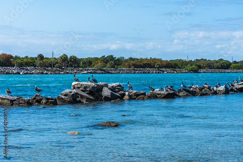 Pelicans on large rocks rest after fishing in Sebastian Inlet State Park