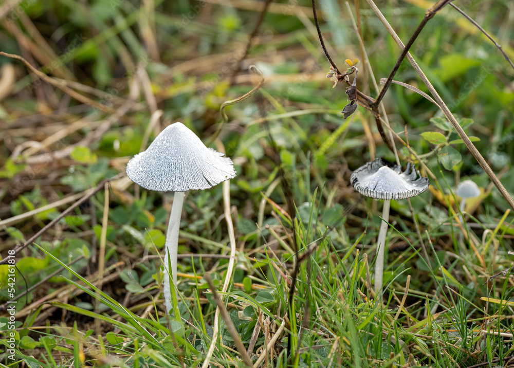 close up of young Common Inkcap mushroom (Coprinopsis atramentaria) close up of young Common Inkcap mushroom (Coprinopsis atramentaria)