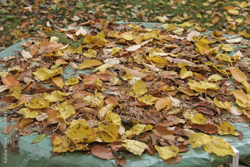 Herbstlaub