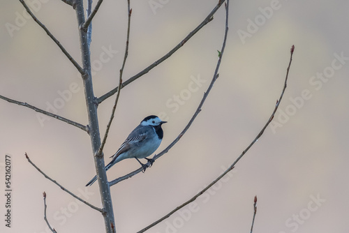 bird on a branch © Александр Арендарь