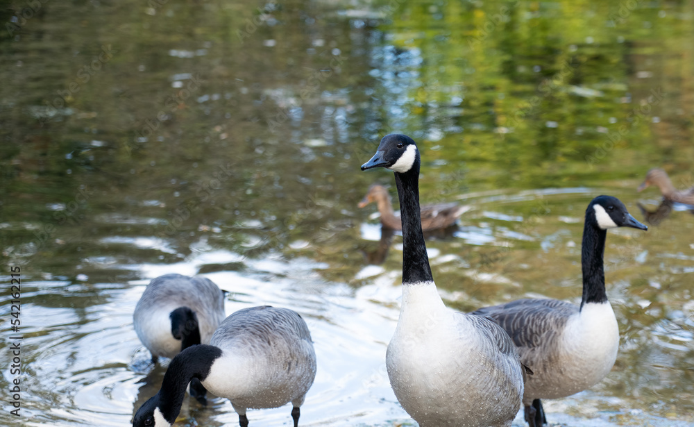 Obraz premium close-up of a canada goose (Branta canadensis) with geese 