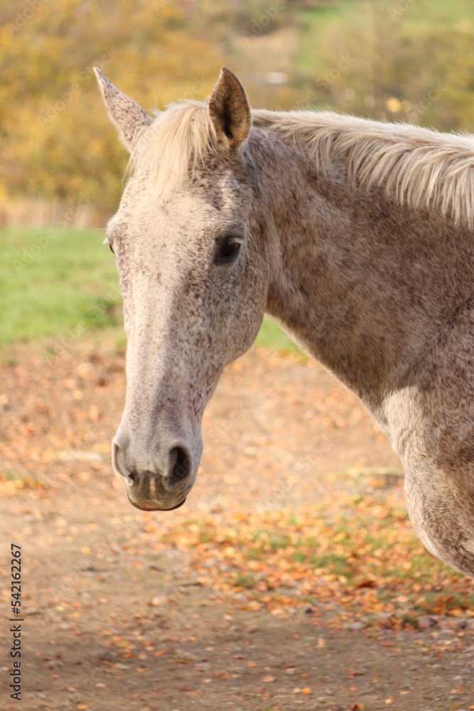 Fototapeta premium Pferd