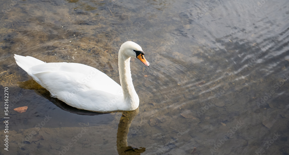 Fototapeta premium closeup of a beautiful white swan (Cygnus olor) on a shallow water lake