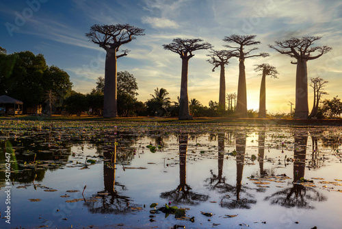 Fotobehang Allee des Baobabs - Avenue of the Baobabs in Morondova, Madagascar