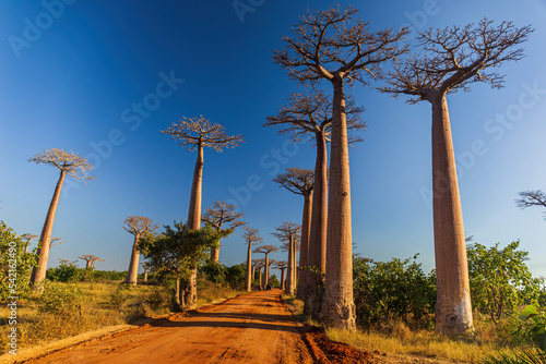 Allee des Baobabs - Avenue of the Baobabs in Morondova, Madagascar photo