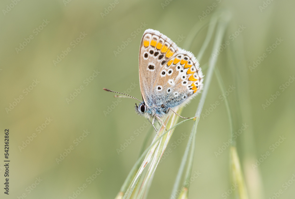 Polyommatus icarus posando para la camara Polyommatus icarus posando para la camara
