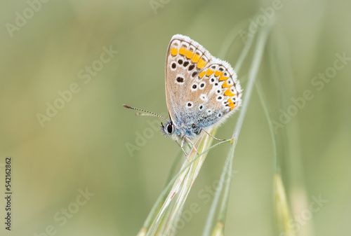 Wallpaper Mural Polyommatus icarus posando para la camara Torontodigital.ca