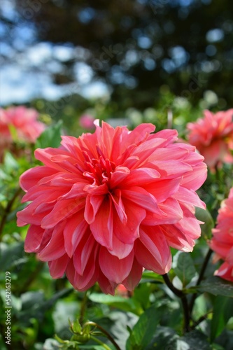             Dahlia                        