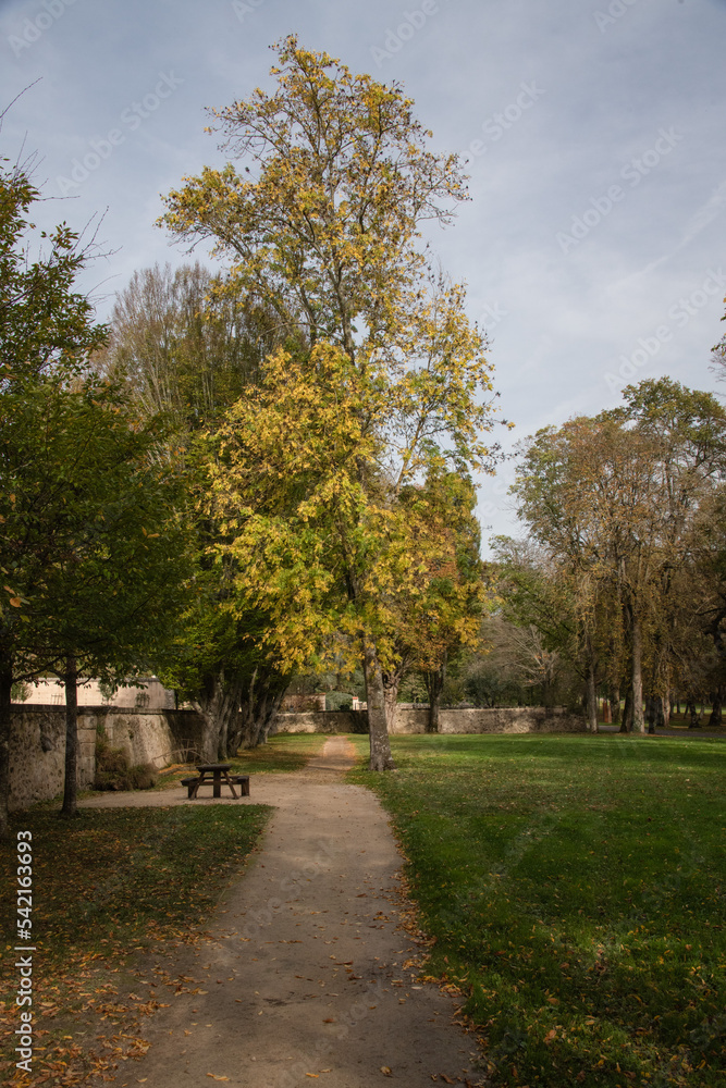 Arbres aux feuilles colorées en automne dans un parc Arbres aux feuilles colorées en automne dans un parc