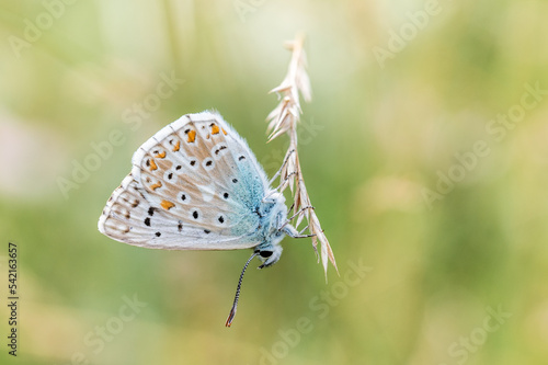 Wallpaper Mural Mariposas posadas en verano Torontodigital.ca