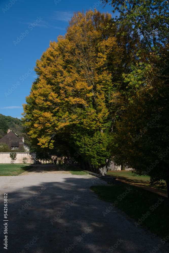 Arbres aux feuilles colorées en automne dans un parc Arbres aux feuilles colorées en automne dans un parc